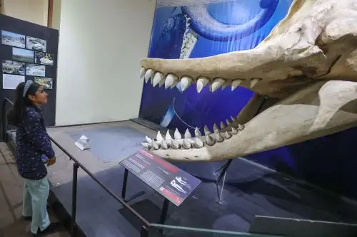 El Museo de Historia Natural, cuenta con varias salas de exhibiciones, ofreciendo al público un panorama general de la diversidad de formas de vida y gea del Perú, tanto actuales como pasadas. Foto:ANDINA/Andrés Valle