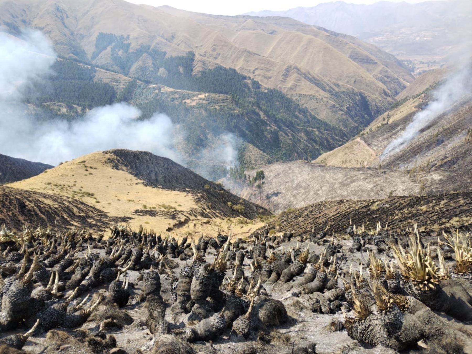 Bomberos reportan más de 60 incendios forestales en lo que va del año en la región Cusco, una cifra significativamente menor a los siniestros registrados el año pasado en el mismo periodo. ANDINA/Difusión