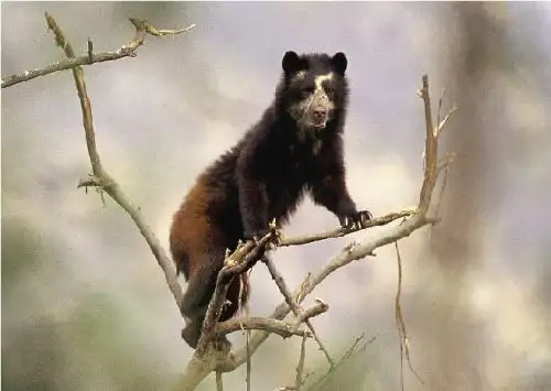 Milagros es una oso de anteojos que sobrevivió el accidente aéreo ocurrido en 2003 en Chachapoyas, Amazonas, y superó muchas peripecias. Foto: cortesía Heinz Plenge