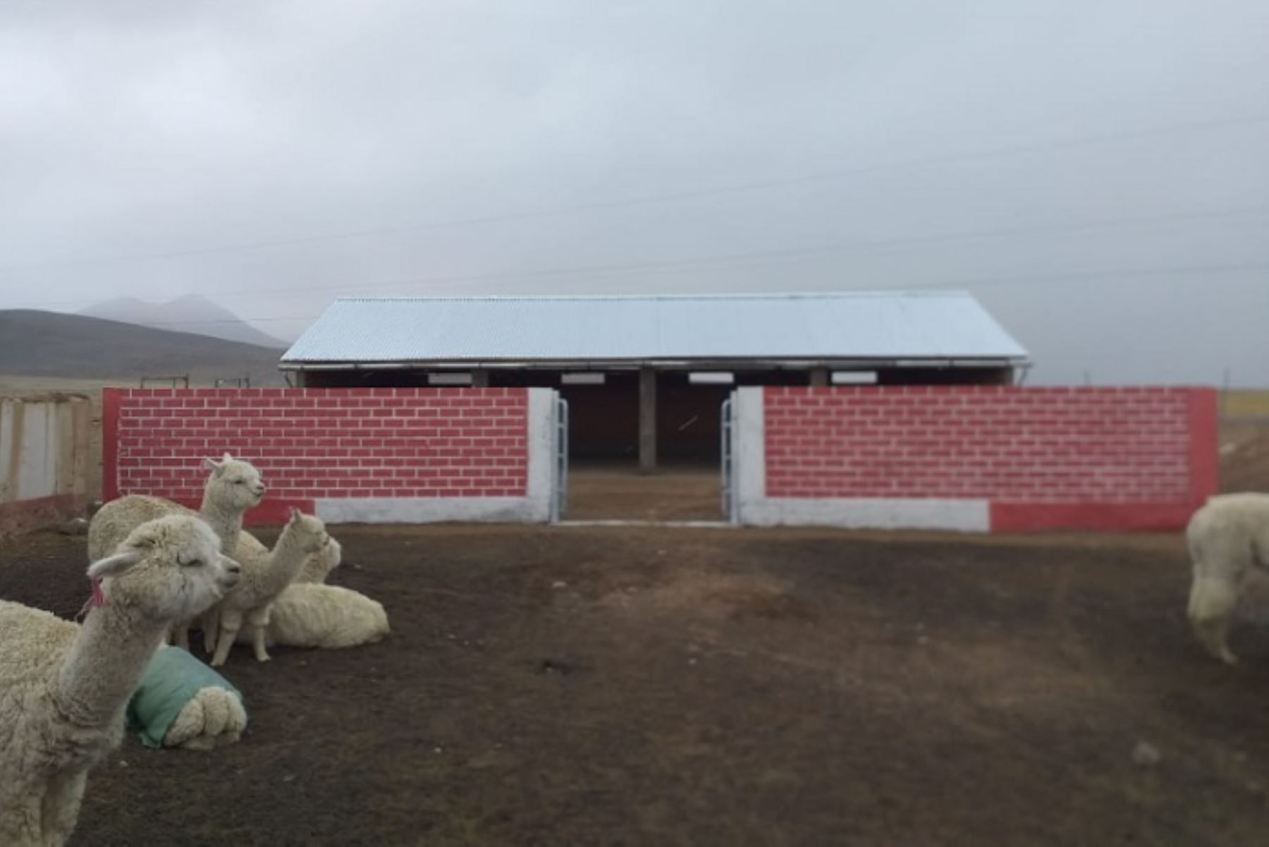 Para este 2023 se está construyendo 3,277 cobertizos a familias dedicadas a la crianza de pequeños rebaños de alpacas y ovinos para la protección de más de 300 mil cabezas de ganado de los fenómenos climáticos.