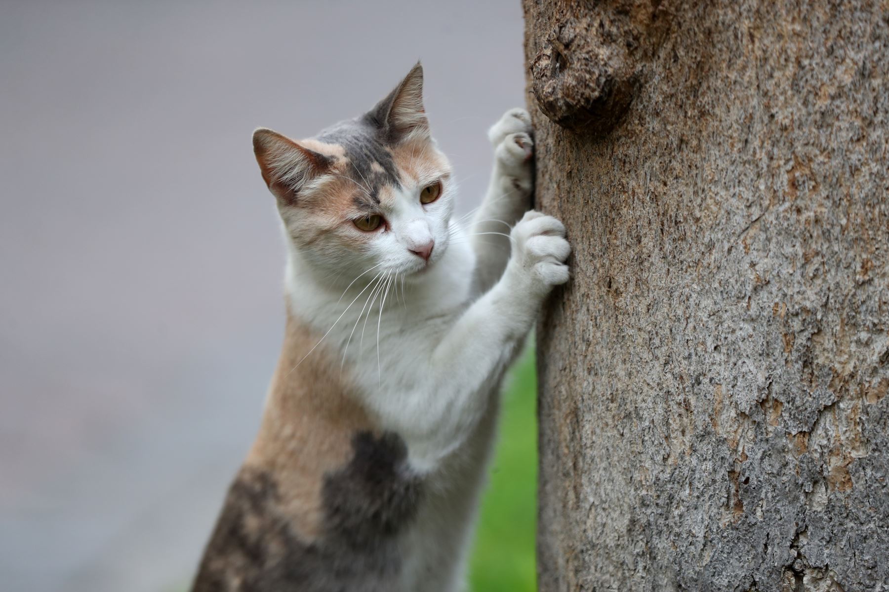El gato es el único animal en el mundo que celebra su día tres veces al año. Conoce en esta nota cuándo y por qué. Foto: ANDINA/Daniel Bracamonte