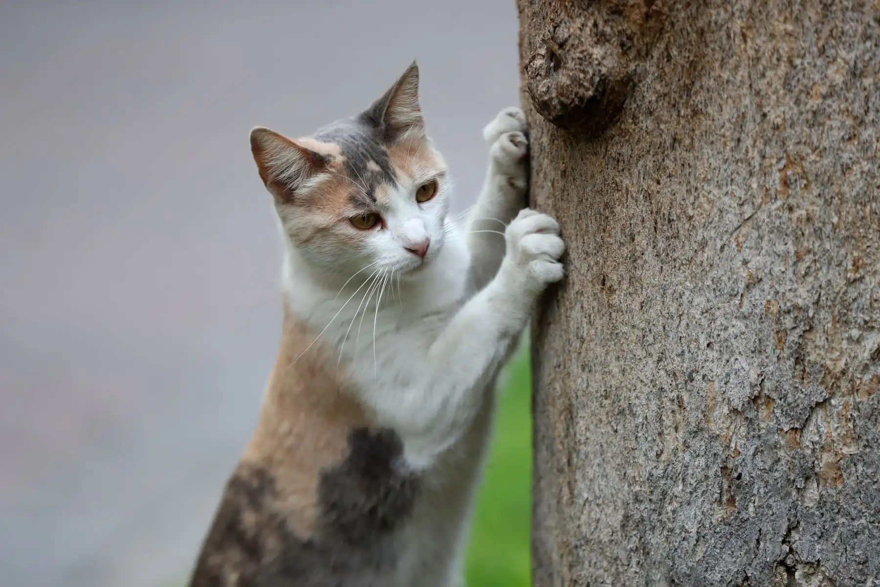 Del viernes 11 al domingo 13 de agosto se realizará la primera edición del Gato Fest Kennedy en Miraflores, una feria para los amantes de los gatos, que  además de contar con varias marcas especializadas en felinos, busca promover la adopción responsable de estos animales. Foto: ANDINA/Daniel Bracamonte