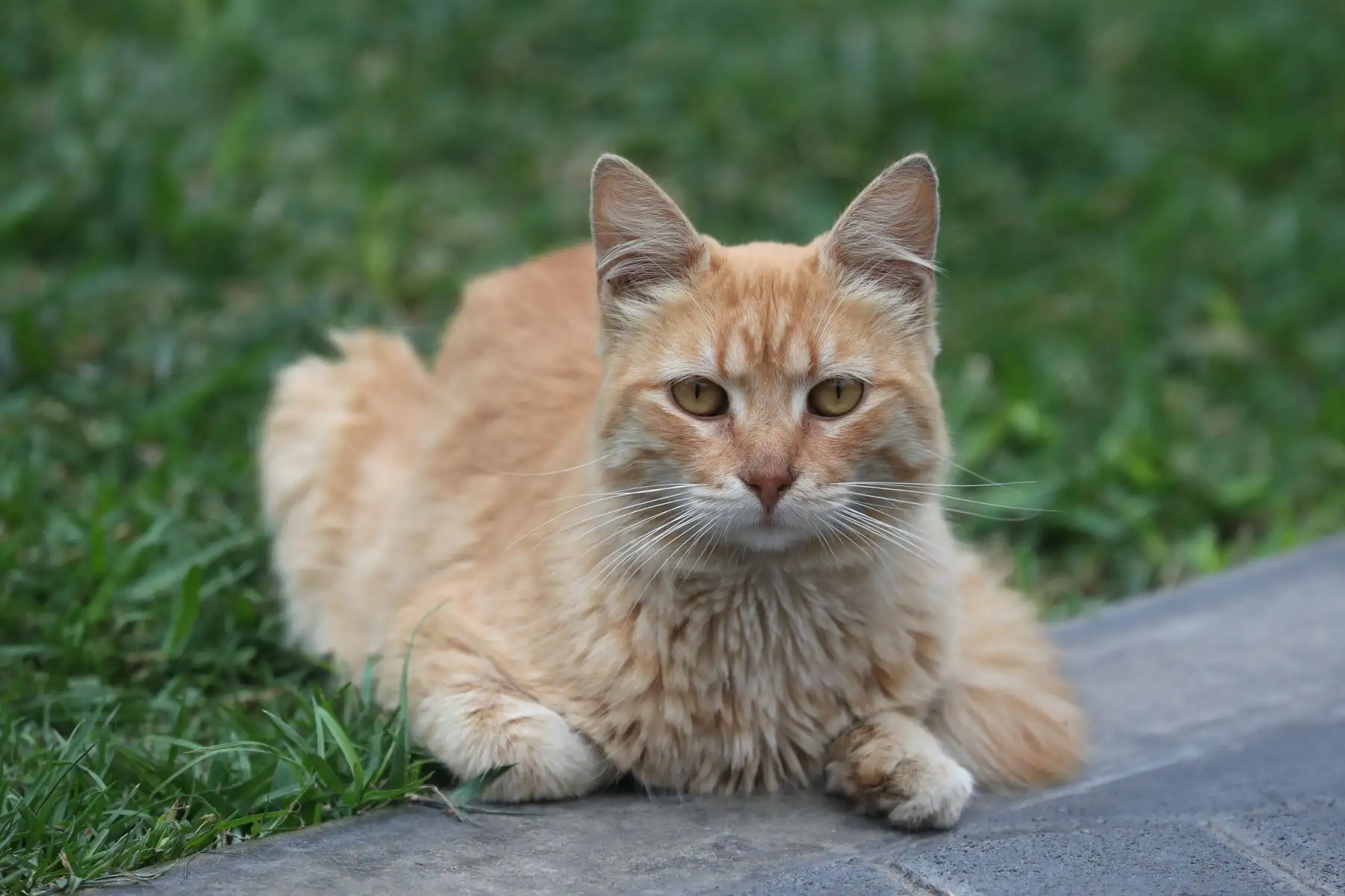 Del viernes 11 al domingo 13 de agosto se realizará la primera edición del Gato Fest Kennedy en Miraflores, una feria para los amantes de los gatos, que  además de contar con varias marcas especializadas en felinos, busca promover la adopción responsable de estos animales. Foto: ANDINA/Daniel Bracamonte