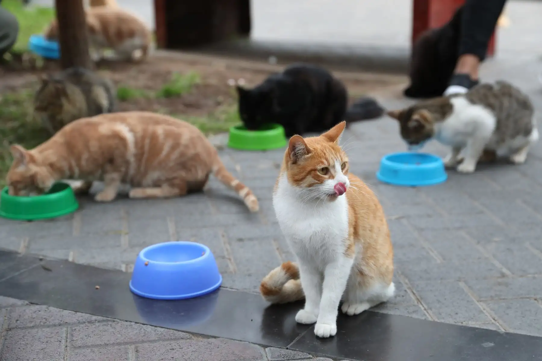 Michis Kennedy es una asociación de jóvenes amantes de los gatos que brindan alimentación y cuidados a los felinos del parque Kennedy de Miraflores de manera desinteresada, y en esta oportunidad también están apoyando la promoción del Gato Fest Kennedy a realizarse del 11 al 13 de agosto. Foto: ANDINA/Daniel Bracamonte