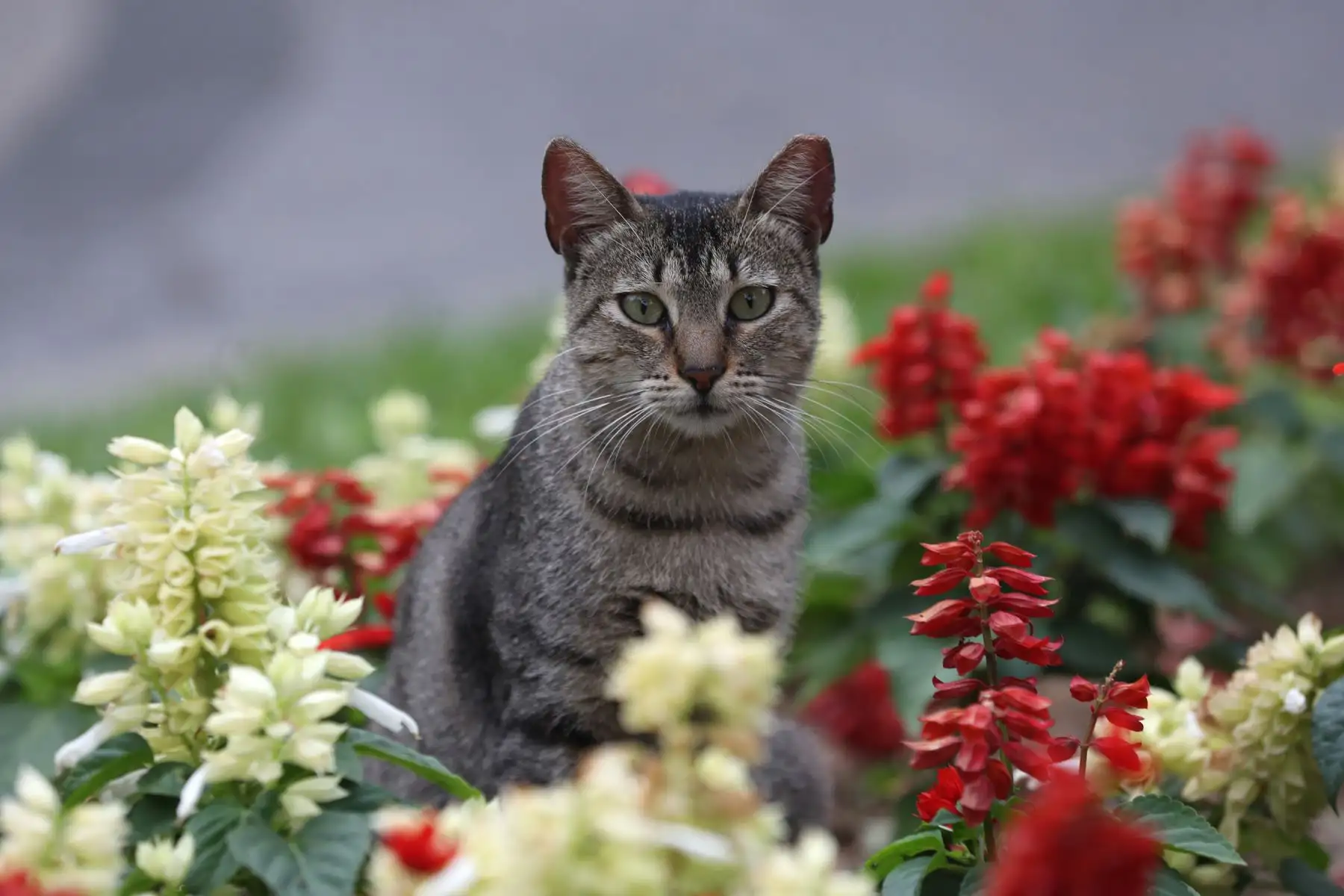 Del viernes 11 al domingo 13 de agosto se realizará la primera edición del Gato Fest Kennedy en Miraflores, una feria para los amantes de los gatos, que  además de contar con varias marcas especializadas en felinos, busca promover la adopción responsable de estos animales. Foto: ANDINA/Daniel Bracamonte