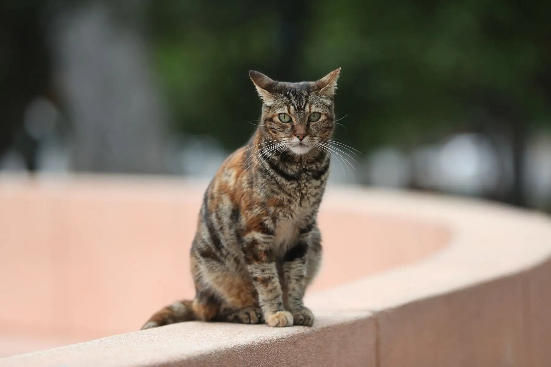 El Gato Fest Kennedy, que se realiza del viernes 11 al domingo 13 de agosto en Miraflores, busca promover la adopción responsable de los cientos de gatos que habitan el parque Kennedy, y a su vez exhorta a frenar el abandono y maltrato de estos animales. Foto: ANDINA/Daniel Bracamonte