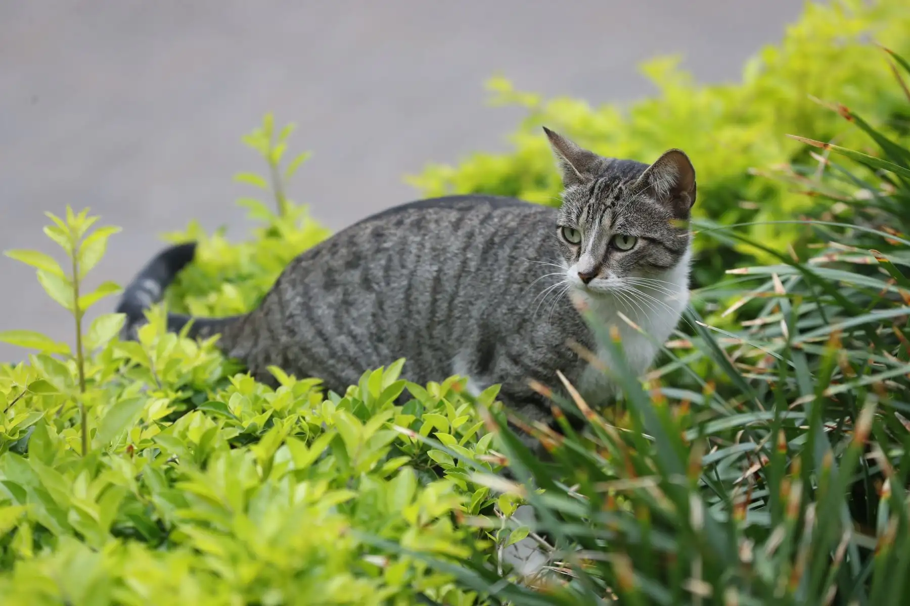 El Gato Fest Kennedy, que se realiza del viernes 11 al domingo 13 de agosto en Miraflores, busca promover la adopción responsable de los cientos de gatos que habitan el parque Kennedy, y a su vez exhorta a frenar el abandono y maltrato de estos animales. Foto: ANDINA/Daniel Bracamonte