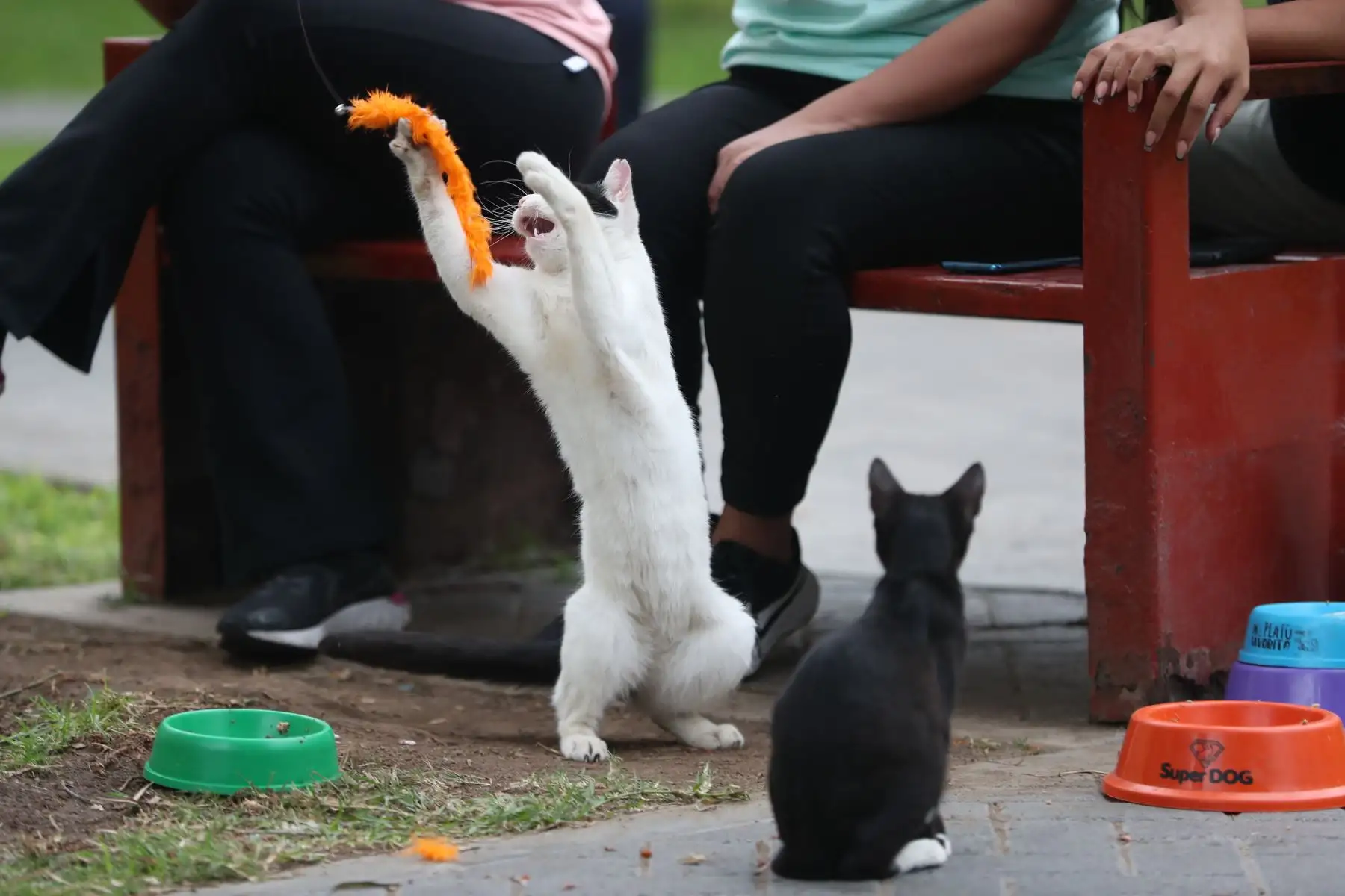 Del viernes 11 al domingo 13 de agosto se realizará la primera edición del Gato Fest Kennedy en Miraflores, una feria para los amantes de los gatos, que  además de contar con varias marcas especializadas en felinos, busca promover la adopción responsable de estos animales. Foto: ANDINA/Daniel Bracamonte