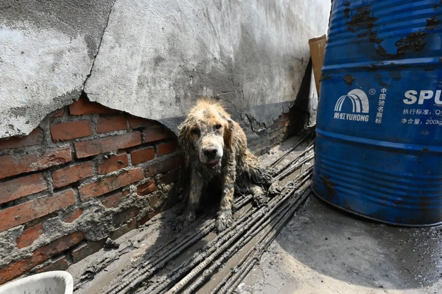 Un perro cubierto de lodo se ve después de las inundaciones provocadas por las fuertes lluvias en la ciudad de Zhuozhou, en la provincia de Hebei, en el norte de China. La capital de China ha sido golpeada por aguaceros récord en las últimas semanas, dañando la infraestructura e inundando franjas de la ciudad. Foto: AFP