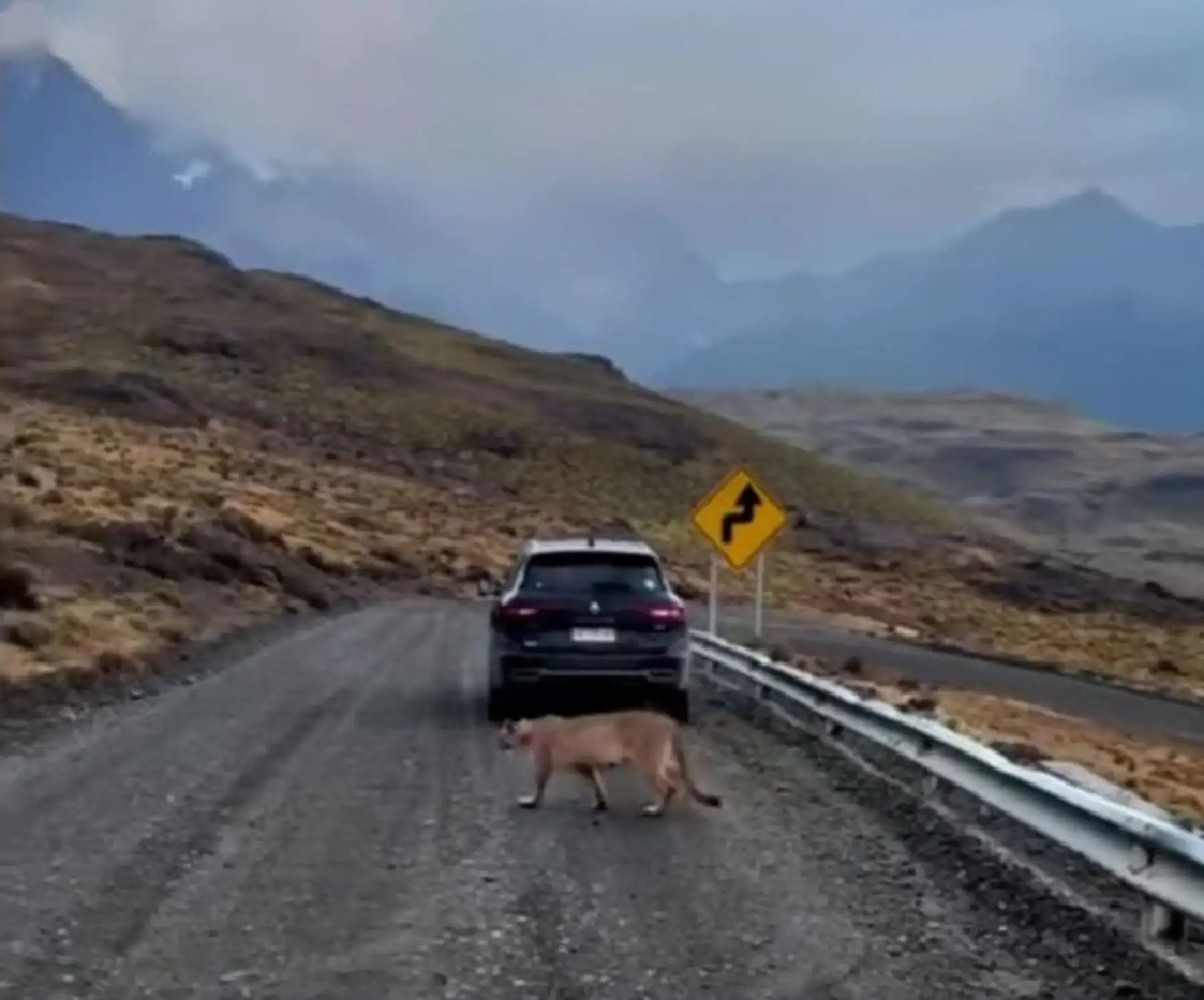 Un puma andino fue avistado en Puno caminando tranquilamente cuando cruzaba la carretera Puno-Arequipa.