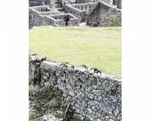 Turistas que visitaban Machu Picchu fueron sorprendidos al avistar a una familia de coatíes andinos paseando por la ciudadela inca. Foto cortesía: Rumi Alegría Z