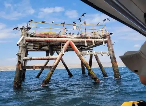 Una gran diversidad de especies habita en el arrecife artificial que se formó en la plataforma petrolera abandonada en el mar de Piura y diversas organizaciones ecológicas piden suspender su desmantelamiento.