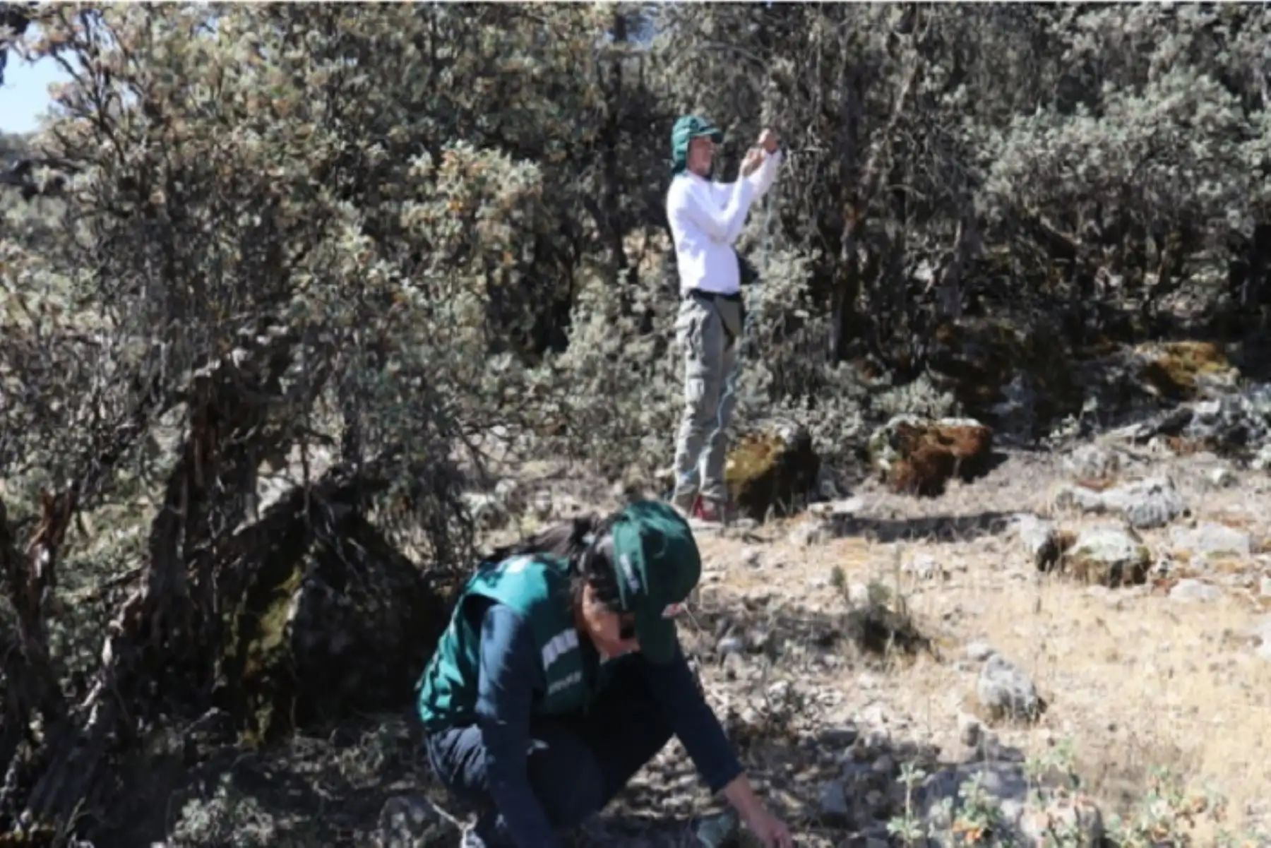 Parte de los estudios biológicos que hace el Serfor involucra la observación directa, colocación de cámaras trampa y la captura de aves y pequeños mamíferos.