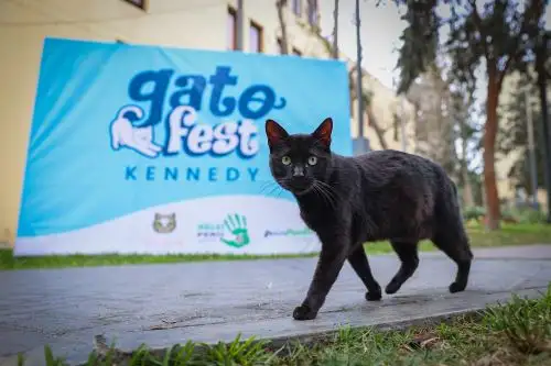 El gato es el único animal en el mundo que celebra su día tres veces al año. Conoce en esta nota cuándo y por qué. ANDINA/Andrés Valle