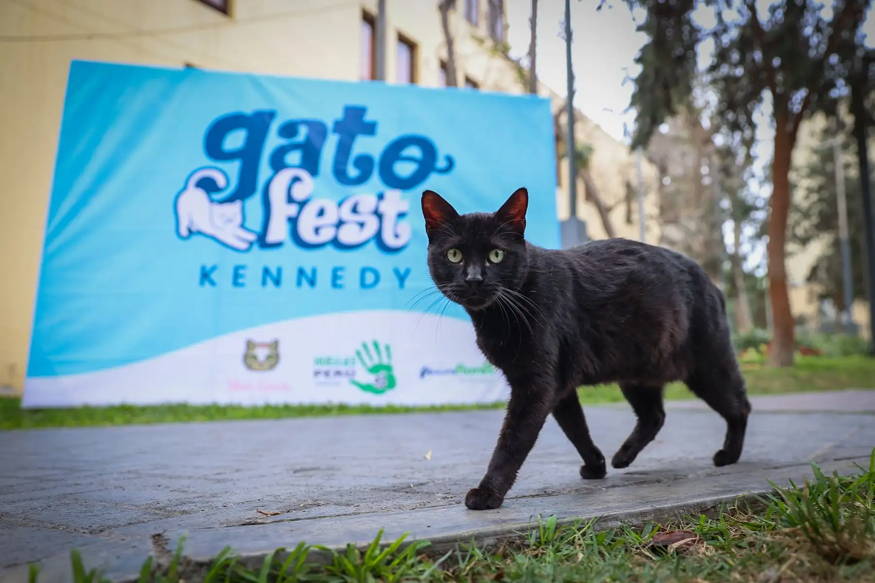 En el marco del Día Mundial del Gato, el día de hoy la Municipalidad de Miraflores realiza la primera edición de la feria Gato Fest Kennedy que ofrecé grandes sorpresas para los catlovers e impulsa jornadas de adopción para que los pequeños mininos encuentren un nuevo hogar que les brinde mucho amor y una mejor calidad de vida.
Foto: ANDINA/Andrés Valle