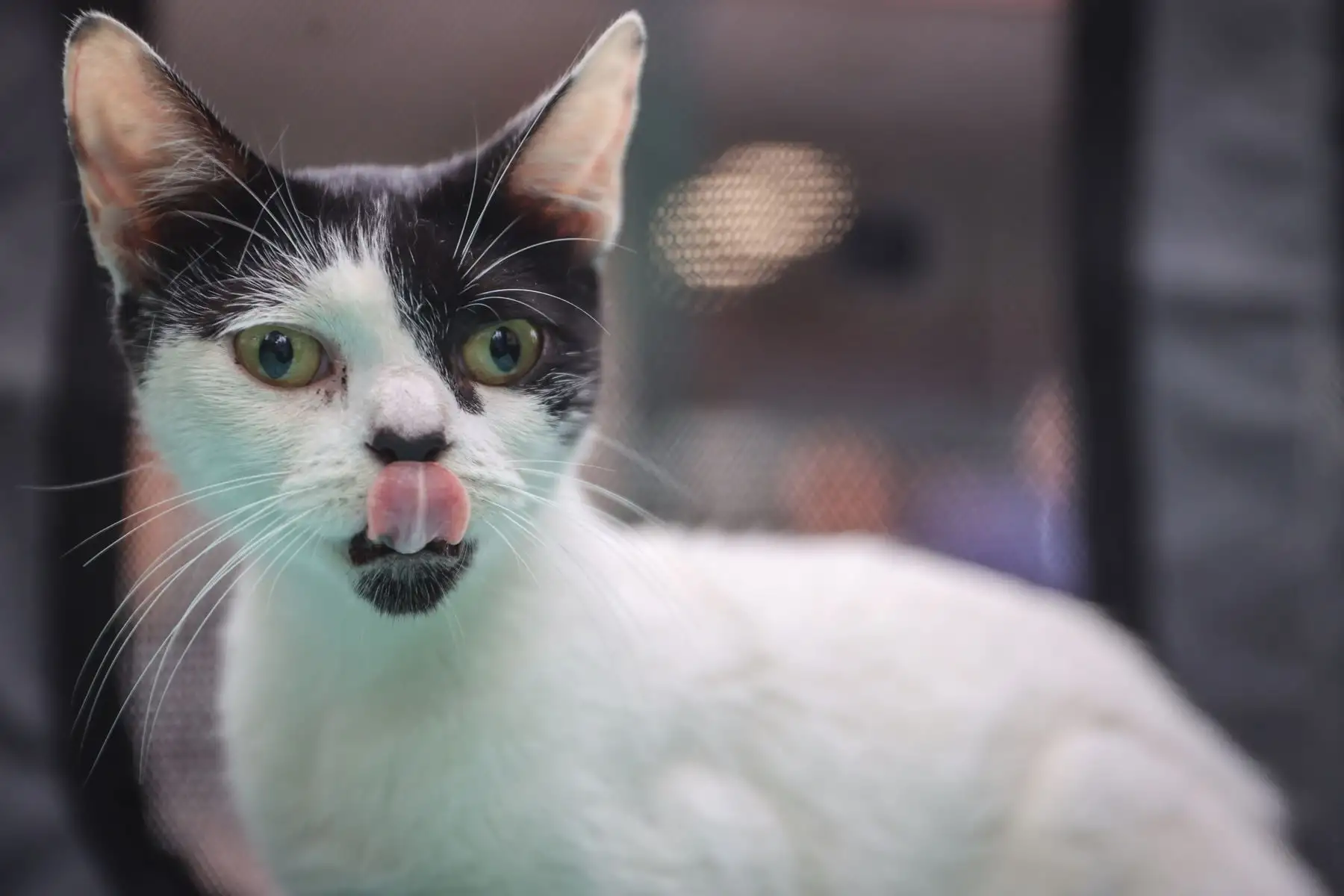 En este Gato Fest Kennedy, el municipio busca promover una cultura de adopción responsable de los gatos del emblemático parque, así como frenar su abandono y el maltrato animal. Aquellos que acudan a esta fería podrán interactuar con diferentes felinos gracias al apoyo de las asociaciones de voluntarios “Michis Kennedy” y “Ala Michi” así como participar de diferentes actividades durante los tres días de duración de este evento.
Foto: ANDINA/Andrés Valle