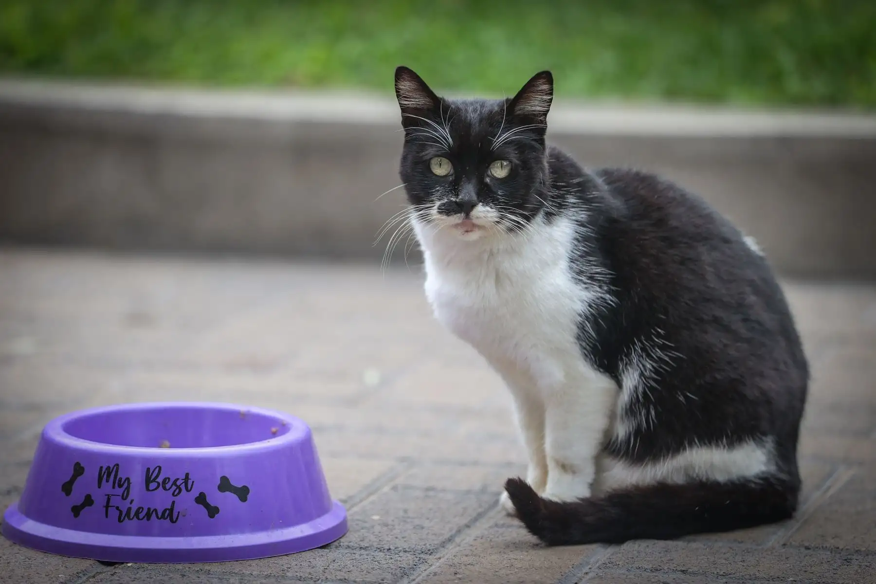 En el marco del Día Mundial del Gato, el día de hoy la Municipalidad de Miraflores realiza la primera edición de la feria Gato Fest Kennedy que ofrecé grandes sorpresas para los catlovers e impulsa jornadas de adopción para que los pequeños mininos encuentren un nuevo hogar que les brinde mucho amor y una mejor calidad de vida.
Foto: ANDINA/Andrés Valle