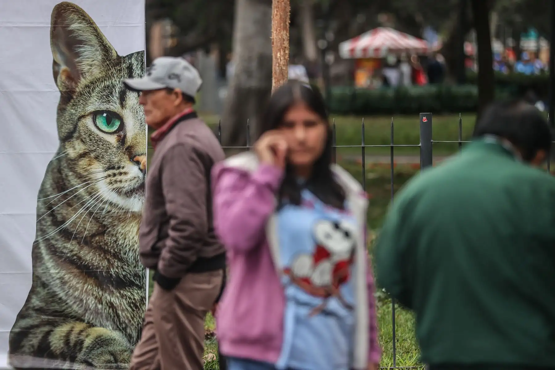 En el marco del Día Mundial del Gato, el día de hoy la Municipalidad de Miraflores realiza la primera edición de la feria Gato Fest Kennedy que ofrecé grandes sorpresas para los catlovers e impulsa jornadas de adopción para que los pequeños mininos encuentren un nuevo hogar que les brinde mucho amor y una mejor calidad de vida.
Foto: ANDINA/Andrés Valle
