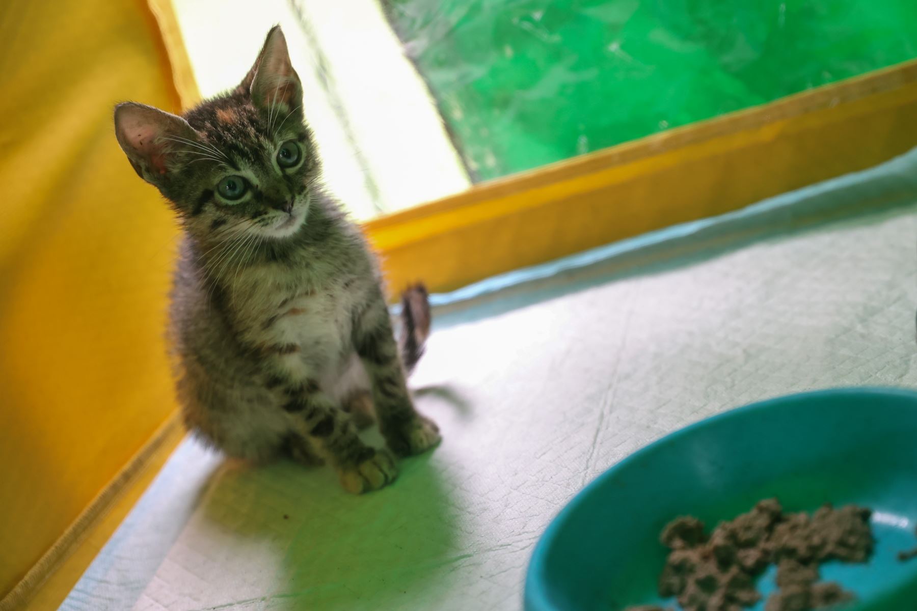 El gato es el único animal en el mundo que celebra su día tres veces al año. Conoce en esta nota cuándo y por qué. Foto:ANDINA/Andrés Valle