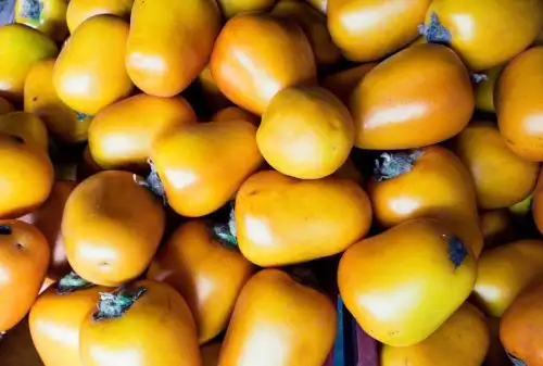 El Instituto Nacional de Calidad (Inacal) aprobó una nueva Norma Técnica Peruana, que define la terminología, clasificación y requisitos de calidad de la cocona, en su 
presentación fresca, destinada al uso industrial o consumo directo, con el propósito de mejorar los estándares en esta especie nativa amazónica e impulsar su comercialización.