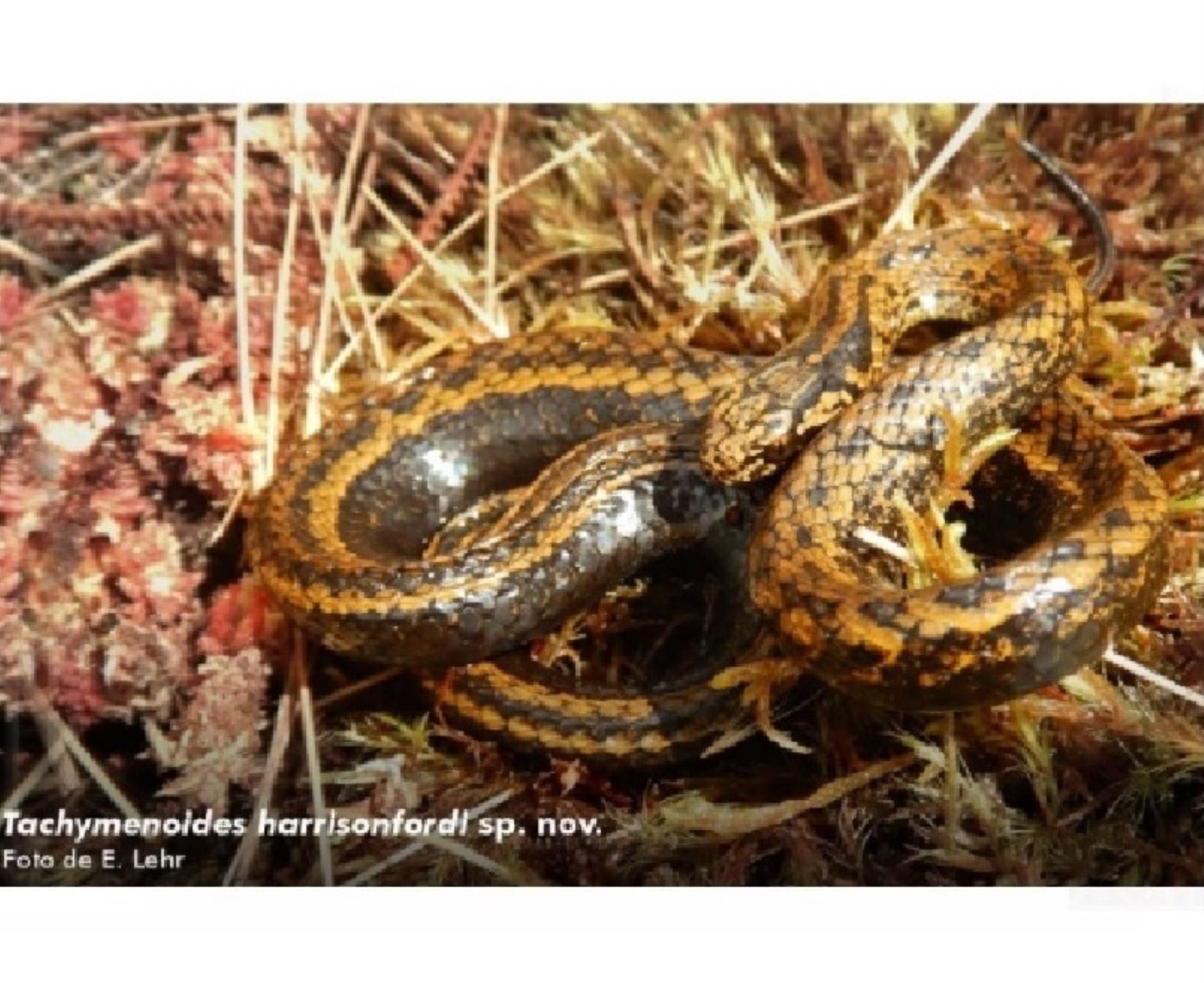 Hallan nueva especie de serpiente en Perú y científicos la bautizan como Harrison Ford, en reconocimiento a su trabajo a favor de la conservación.