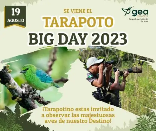El Tarapoto Big Day busca promover el turismo de observación de aves en la región San Martín y posicionar al área de conservación regional Cerro Escalera como destino turístico. ANDINA/Difusión