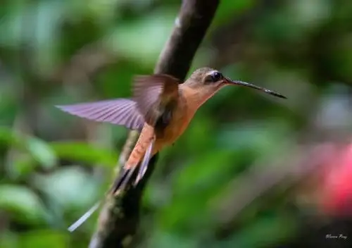El Perú es uno de los países con mayor variedad de aves en el mundo. ANDINA/Difusión