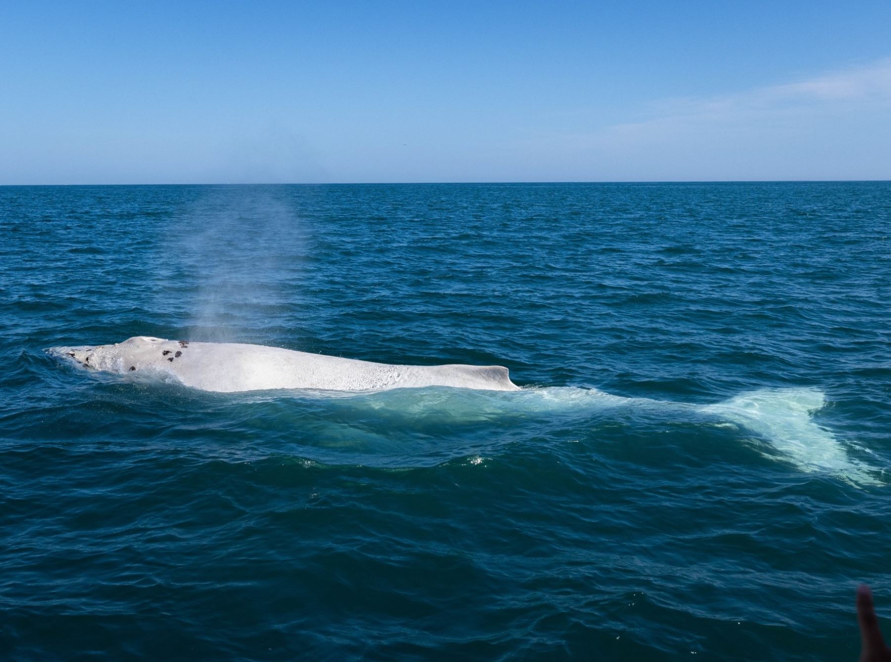 Por primera vez en el Perú avistan una ballena blanca. El acontecimiento histórico sucedió en el mar de Piura, a la altura del distrito de Los Órganos. Foto cortesía: Gustavo Carrasco Zuñiga, @gustavocarrascodp