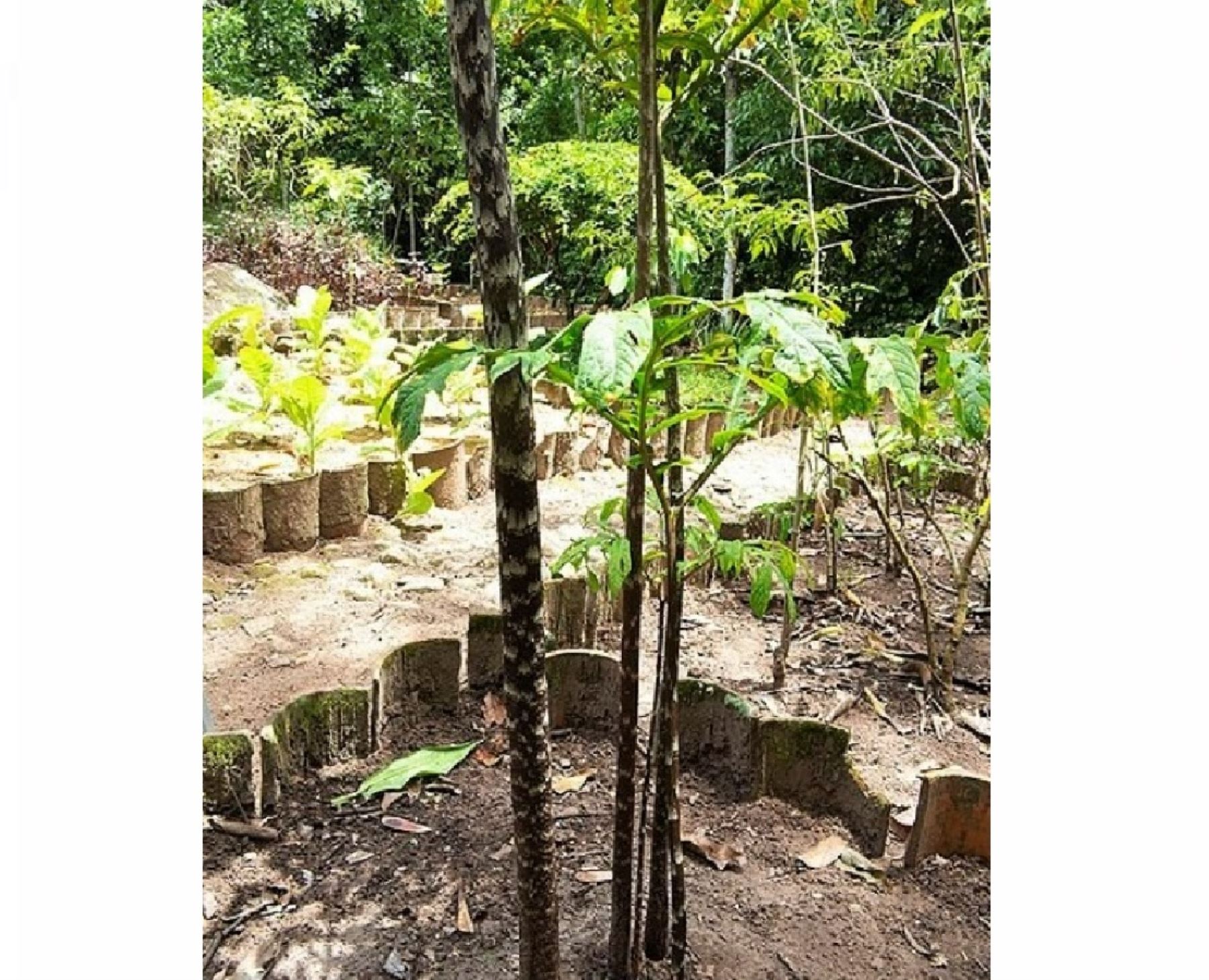 Resaltan propiedades medicinales del jergón sacha, una planta originaria de la Amazonía peruana y que es aprovechada por las comunidades nativas de la región San Martín. ANDINA/Difusión