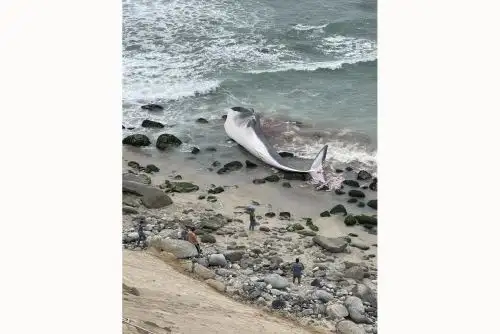 El cetáceo, que presenta restos de sangre en su cola, habría llegado a la costa alrededor de las 3 p.m. al parecer muerto. Foto: INTERNET/Medios