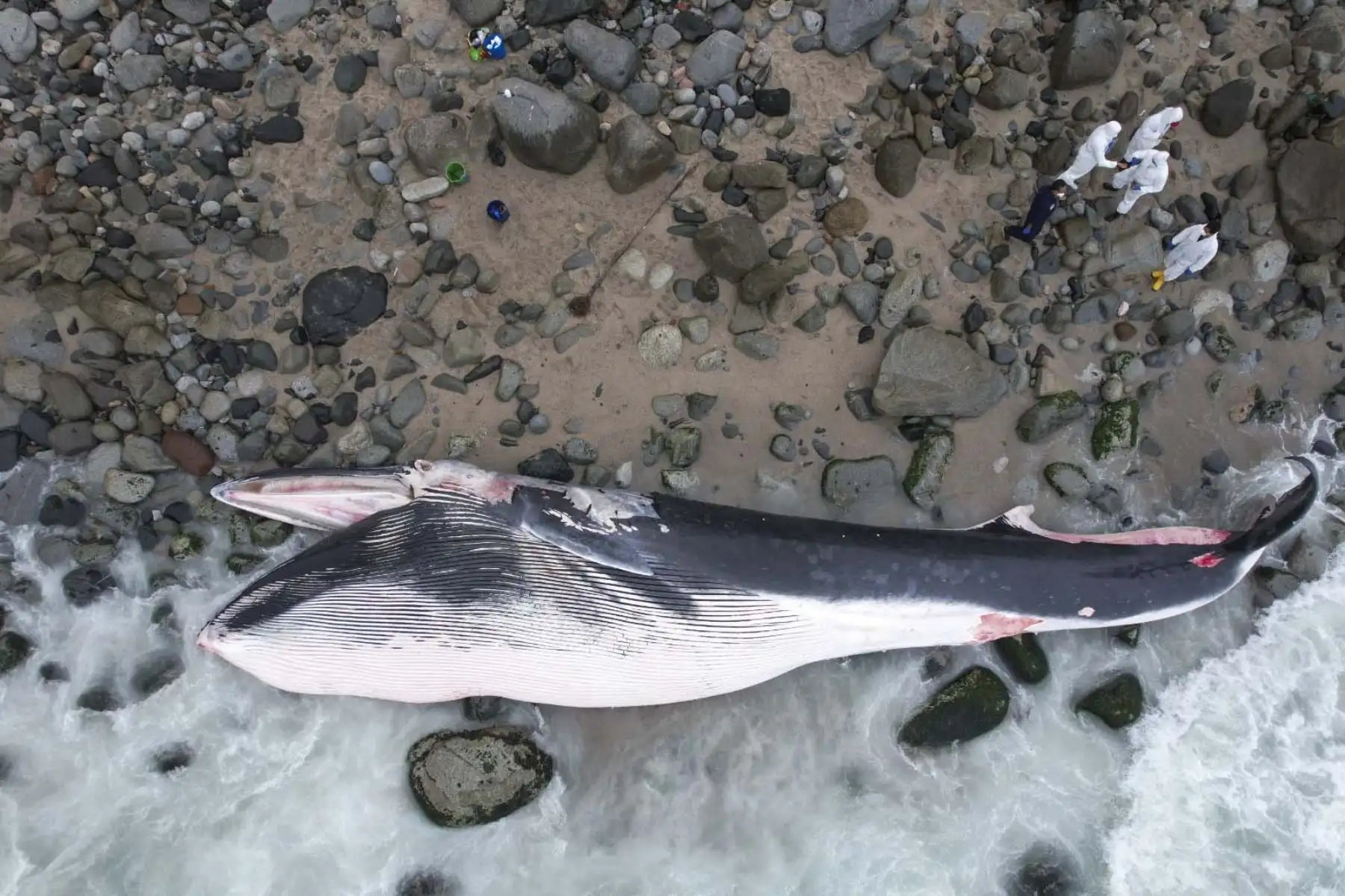 Una ballena se encuentra varada en la orilla de la playa Señoritas, en Punta Hermosa, y ha dejado sorprendidos a bañistas y residentes de este distrito ubicado al sur de Lima. Foto: ANDINA/ Juan Carlos Guzmán