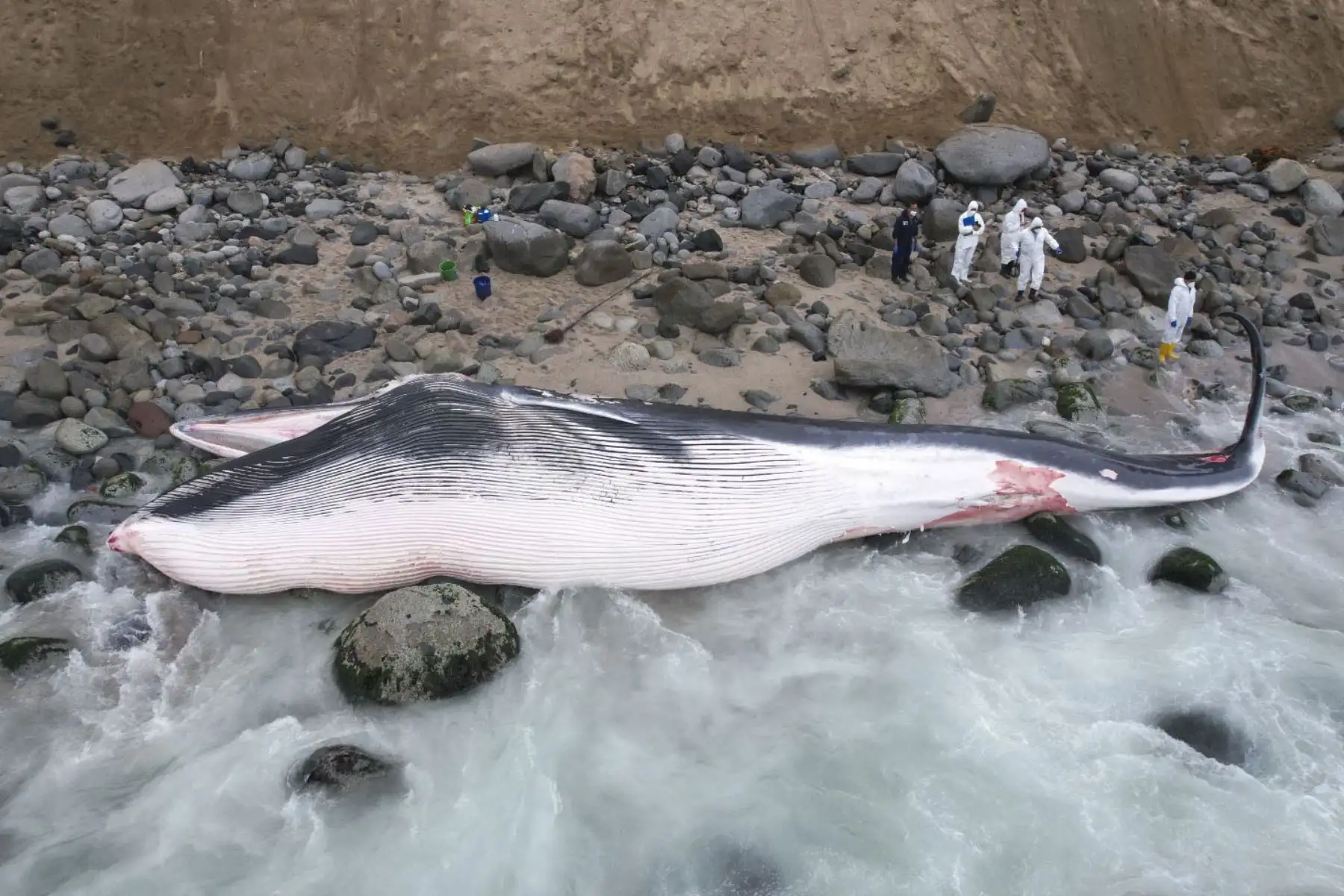 Una ballena se encuentra varada en la orilla de la playa Señoritas, en Punta Hermosa, y ha dejado sorprendidos a bañistas y residentes de este distrito ubicado al sur de Lima. Foto: ANDINA/ Juan Carlos Guzmán