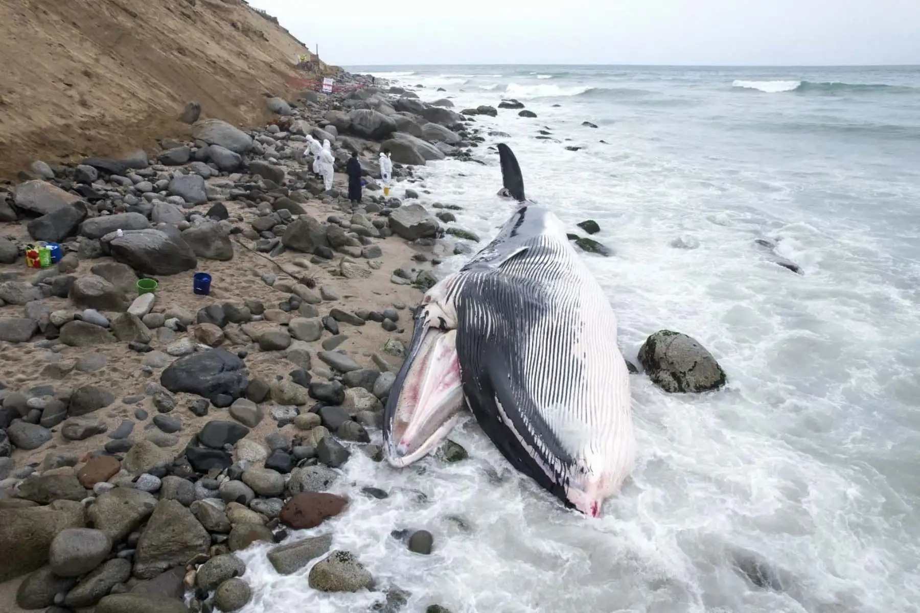 El cetáceo, que presenta restos de sangre en su cola, habría llegado a la costa alrededor al parecer muerto, según informaron moradores del lugar. Foto: ANDINA/ Juan Carlos Guzmán