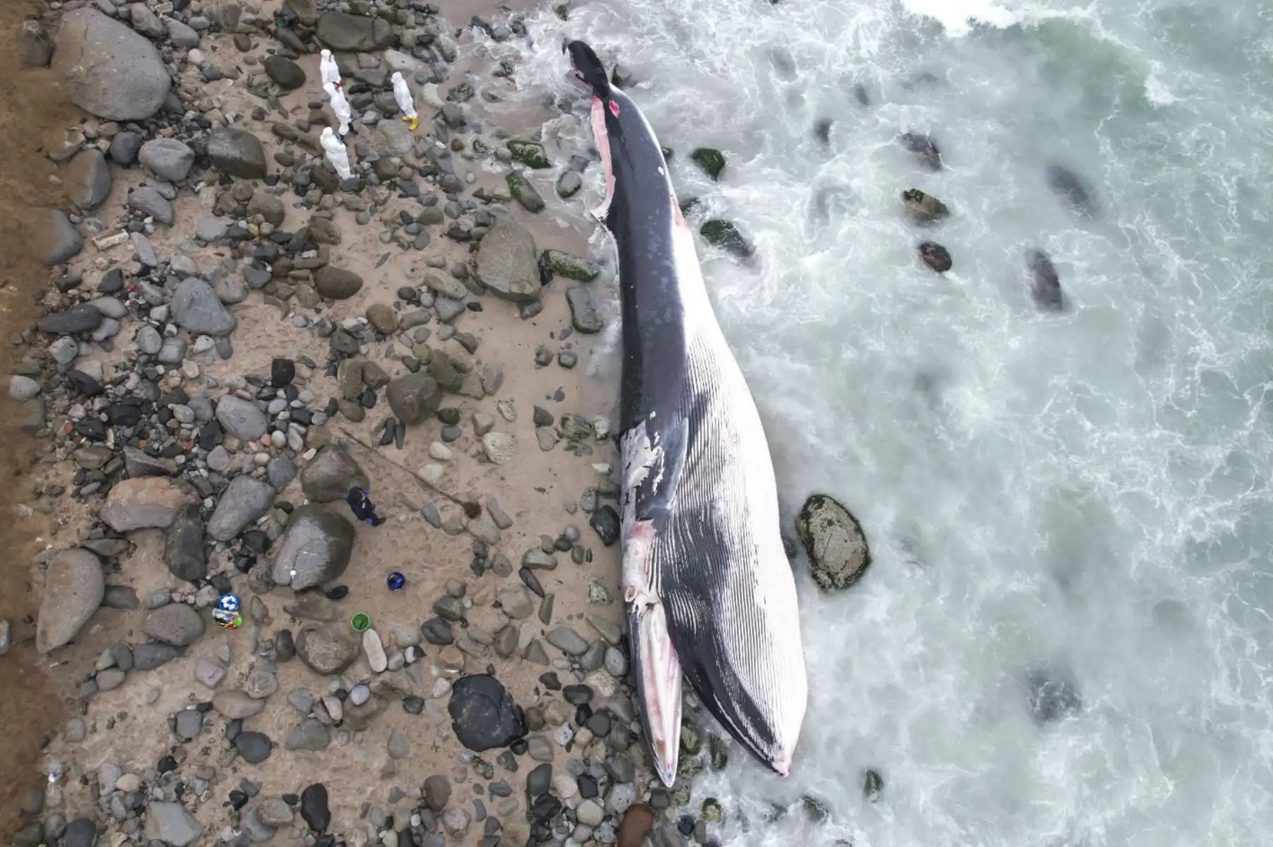 Como medida de seguridad, vecinos han colocado cintas de seguridad, a fin de evitar que, en el afán de visualizar la ballena, algunos curiosos caigan desde la zona alta hacia el barranco. Foto: ANDINA/ Juan Carlos Guzmán