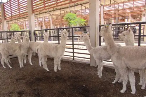 El hábitat natural de las alpacas, a unos 3000 metros sobre el nivel del mar, presenta desafíos únicos debido a la reducción en los niveles de oxígeno y la presión atmosférica.