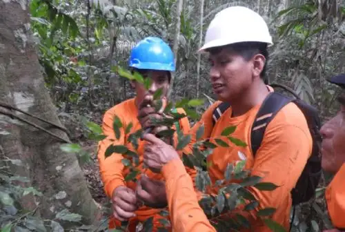 El Servicio Nacional Forestal y de Fauna Silvestre (Serfor) del Ministerio de Desarrollo Agrario y Riego desarrolló, de la mano con la Universidad Nacional Amazónica de Madre de Dios (Unamad), un curso para 26 materos y técnicos forestales en identificación botánica de especies forestales, principalmente de los géneros Dipteryx y Handroanthus.