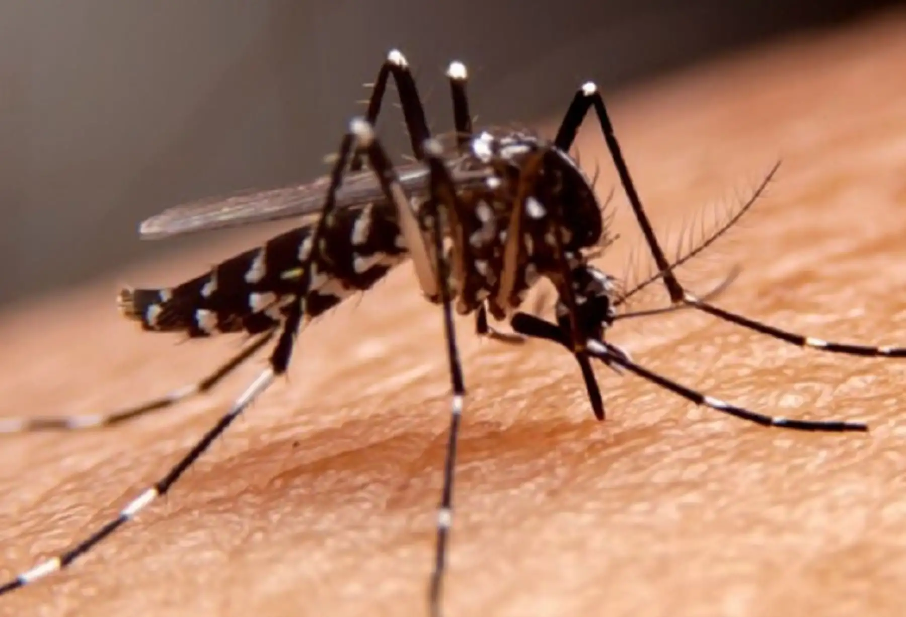 CDC emitió alerta por riesgo de incremento de la enfermedad. Foto: ANDINA/Difusión