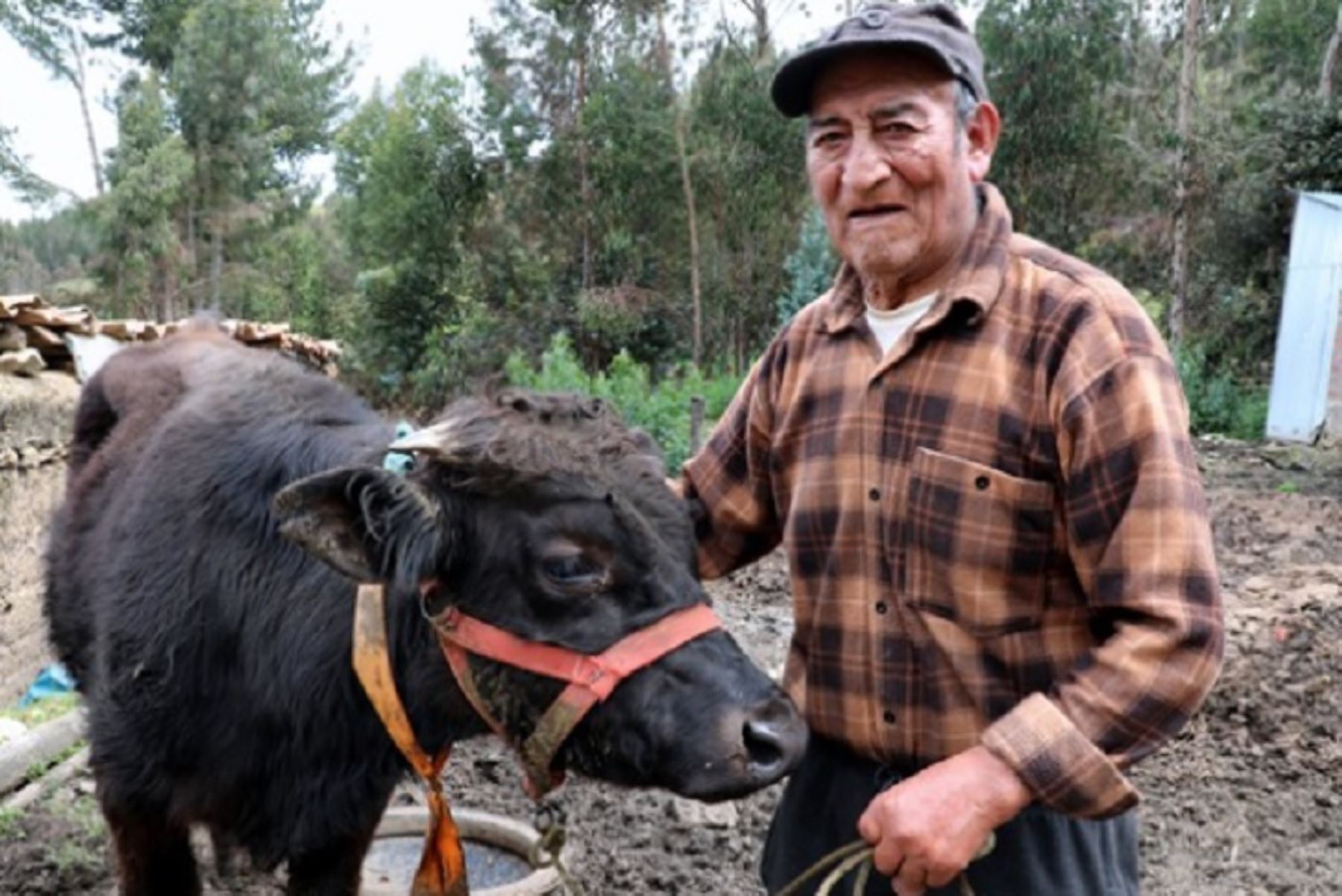 Nicolás Vela Ramírez, de 83 años de edad, usuario de Pensión 65 en el distrito de Masma Chicche, provincia de Jauja, en Junín.