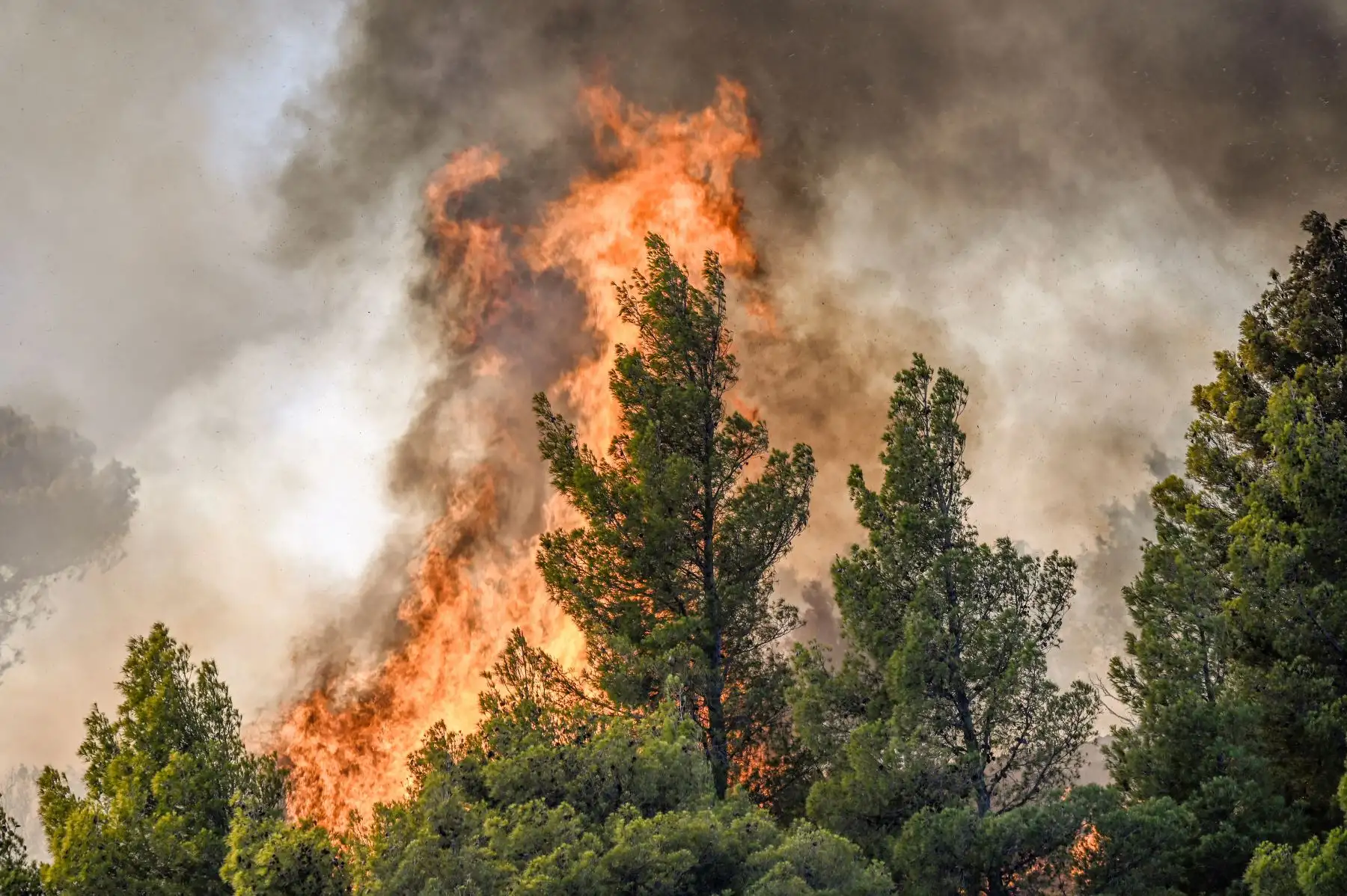 llamas queman la vegetación durante un incendio forestal cerca de Prodromos, 100 km al noreste de Atenas. Foto:ANDINA/AFP
