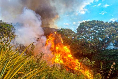Fuego arrasó con pastizales y bosques de pino. ANDINA/Difusión