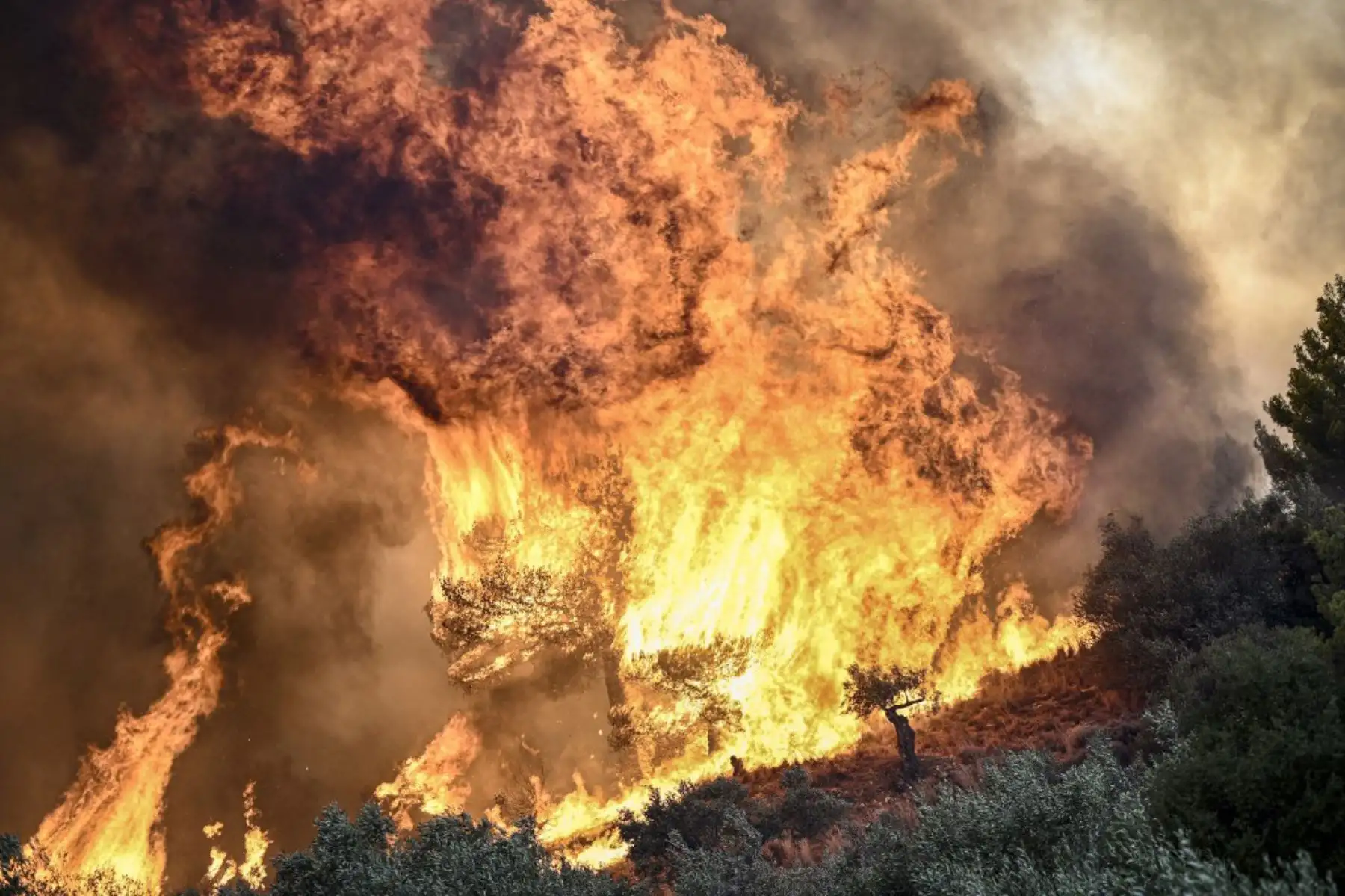Llamas quemando la vegetación durante un incendio forestal cerca de Prodromos, 100 km al noreste de Atenas. Foto: AFP