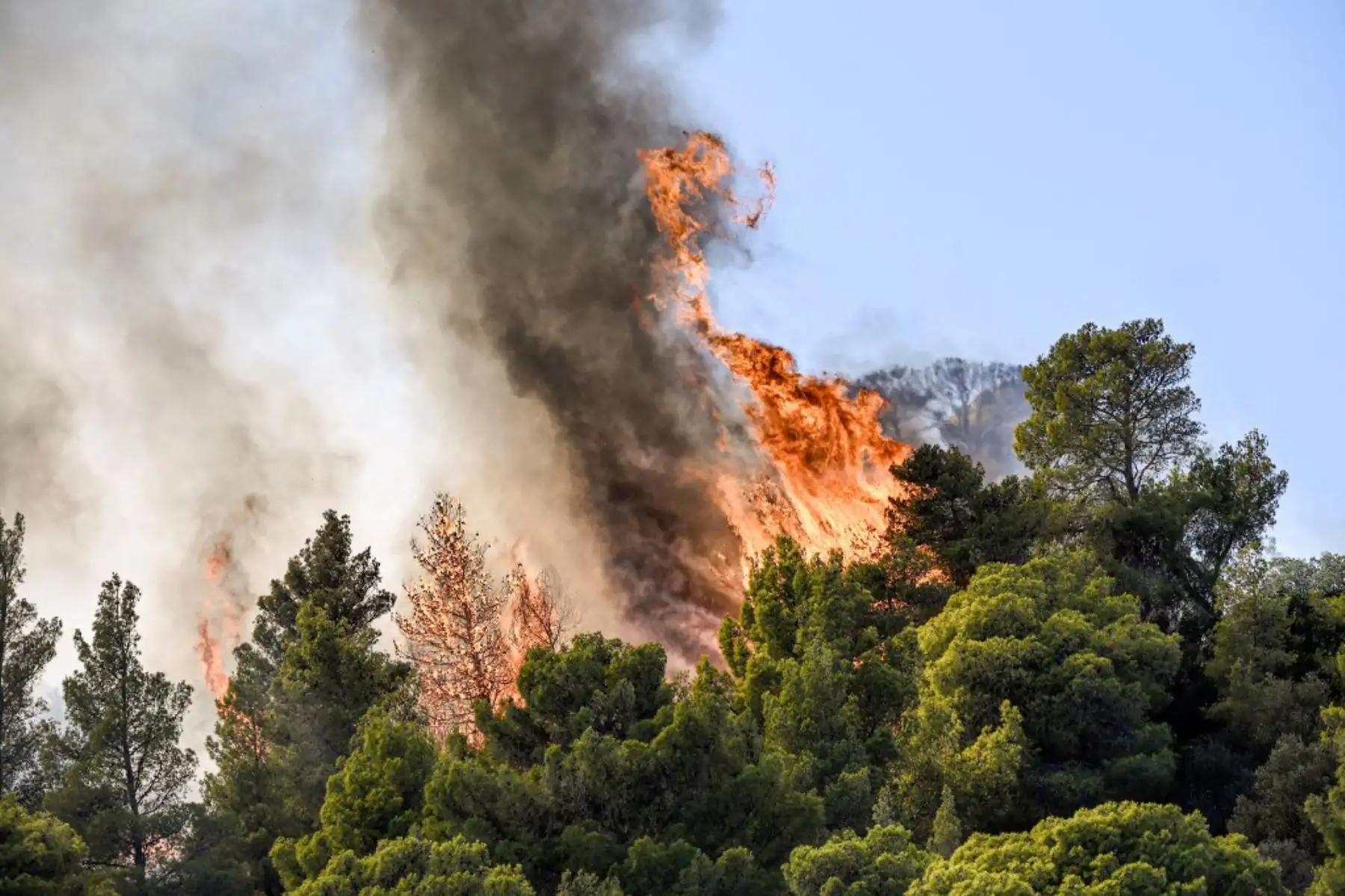 Llamas quemando la vegetación durante un incendio forestal cerca de Prodromos, 100 km al noreste de Atenas. Foto: AFP
