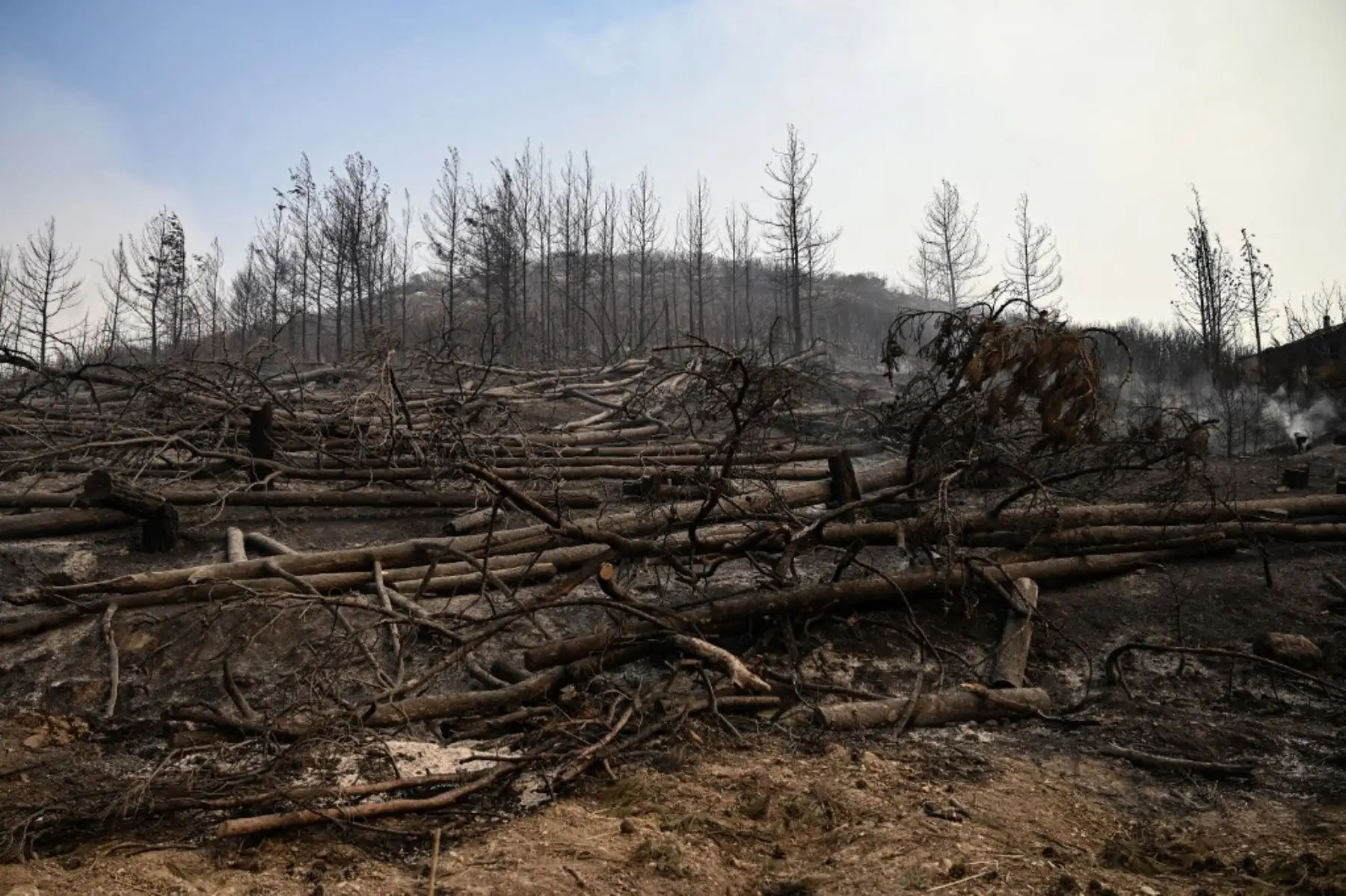 Esta fotografía muestra árboles quemados luego de un incendio forestal en Avanta, cerca de Alexandroupoli, en el norte de Grecia. Foto: AFP