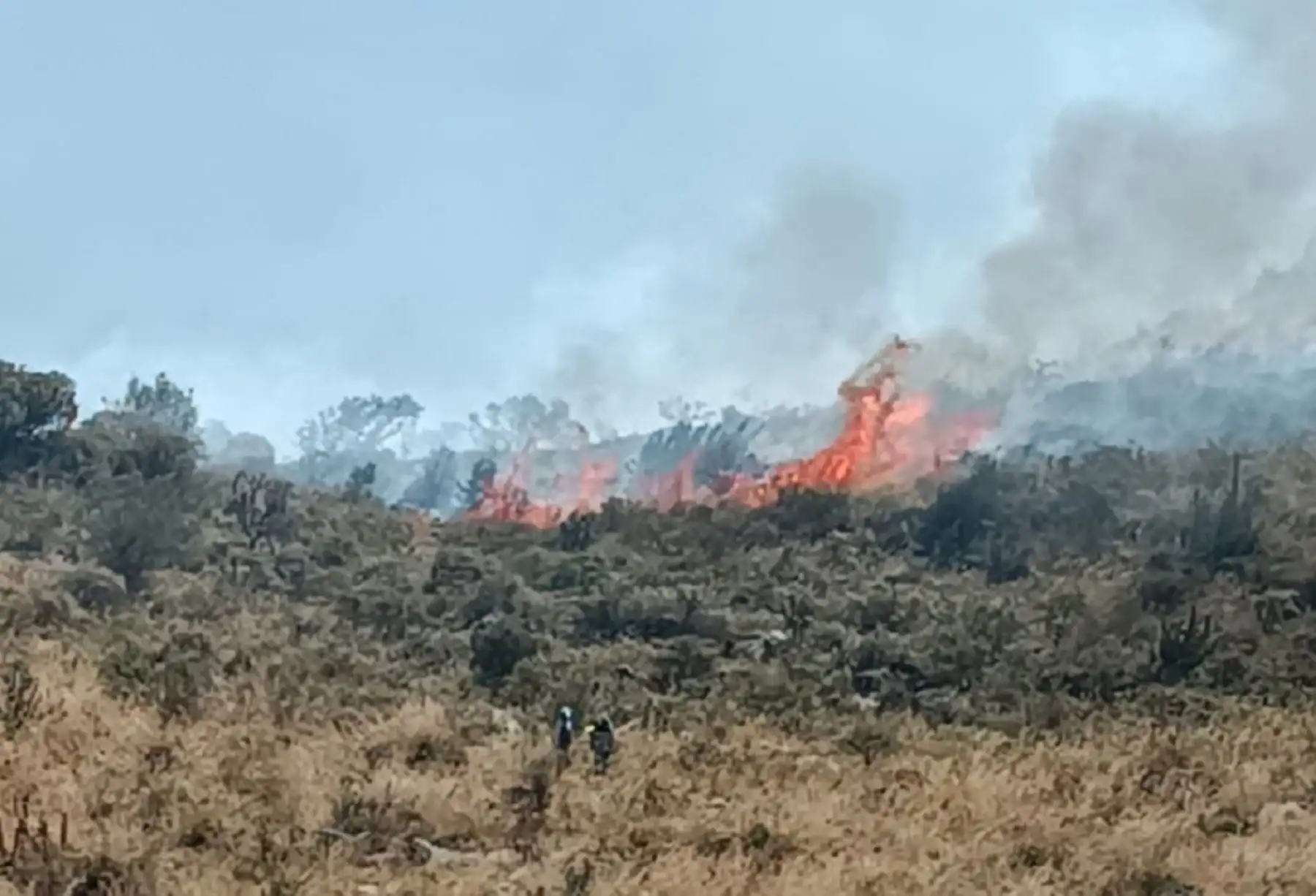 Alrededor de 2,000 hectáreas de pastos naturales y de cultivo, habrían sido afectadas por el fuego en el distrito de Tuti, en la provincia de Caylloma, donde se reportó un incendio forestal.