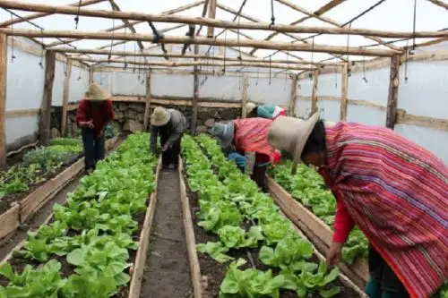 Con el objetivo de proteger los cultivos de primera necesidad y garantizar la seguridad alimentaria de la agricultura familiar, frente a la recurrente temporada de bajas temperaturas, el Ministerio de Desarrollo Agrario y Riego, a través de Agro Rural, informó que se vienen implementando fitotoldos en 15 departamentos del país.