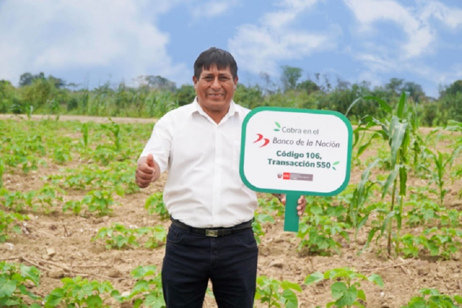 El Ministerio de Desarrollo Agrario y Riego  informó que a la fecha ya han cobrado 27,002 pequeños productoras y productores del campo en las regiones de Amazonas, Loreto, Madre de Dios, San Martín y Ucayali, equivalente a S/ 31.5 millones, lo que representa un avance financiero de 97%.