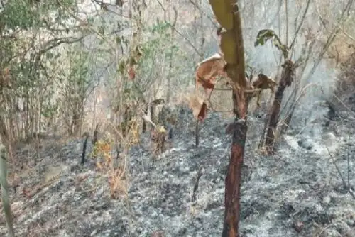 Se efectúan acciones de monitoreo y liquidación al 100 % de los focos de calor que podrían reavivar el incendio.
