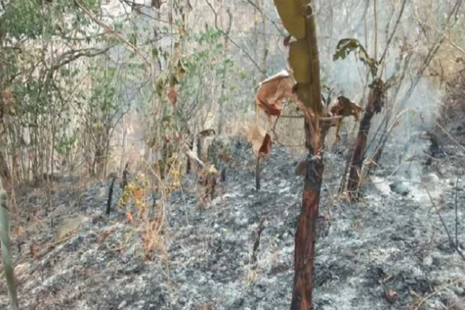 Se efectúan acciones de monitoreo y liquidación al 100 % de los focos de calor que podrían reavivar el incendio.