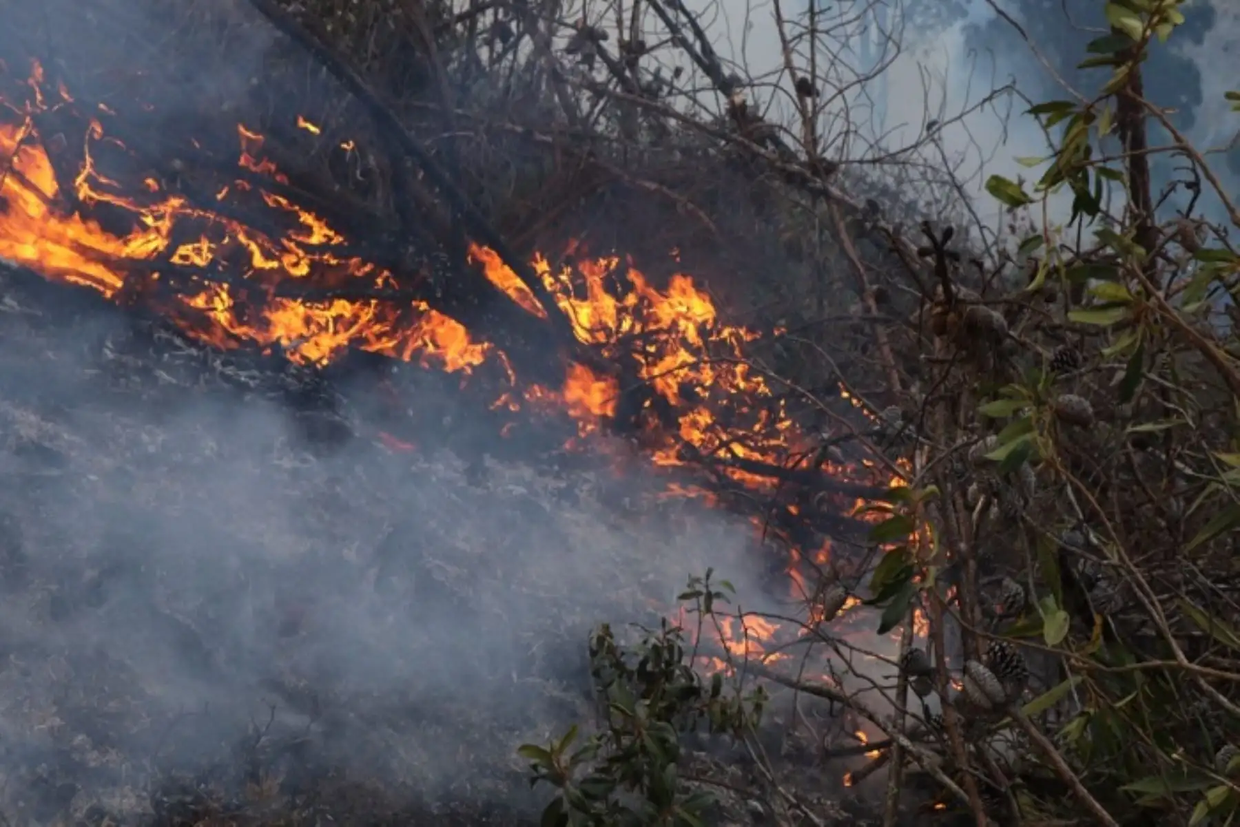 Cajamarca fue una de las regiones más afectadas este año por los incendios forestales a causa del déficit de lluvias.