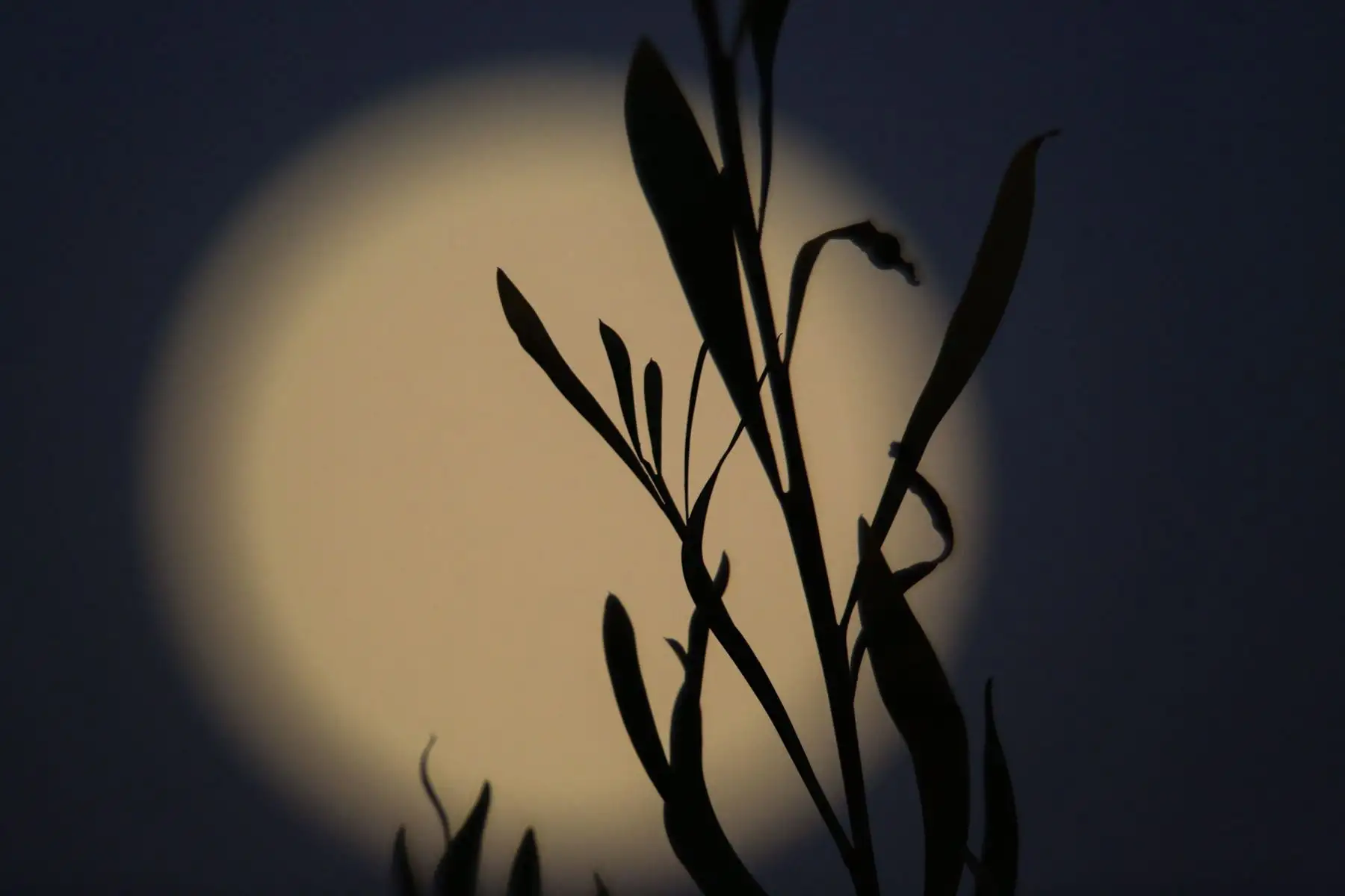 Súper Luna vista desde una ladera en la ciudad de La Paz (Bolivia). Foto: EFE